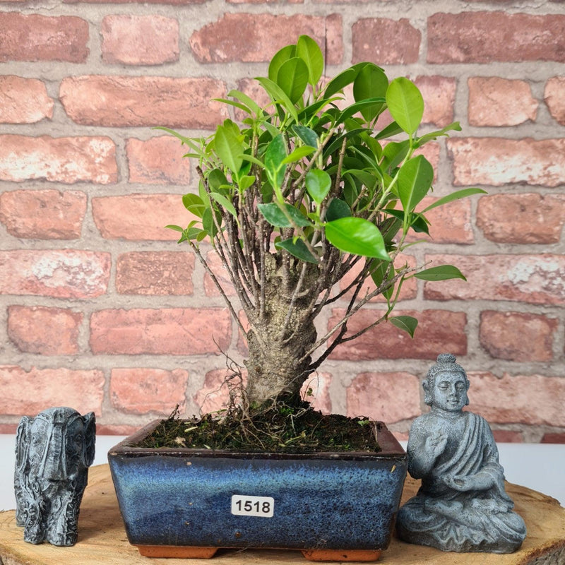 Ficus Microcarpa (Banyan Fig) Indoor Bonsai Tree | Broom | In 15cm Pot