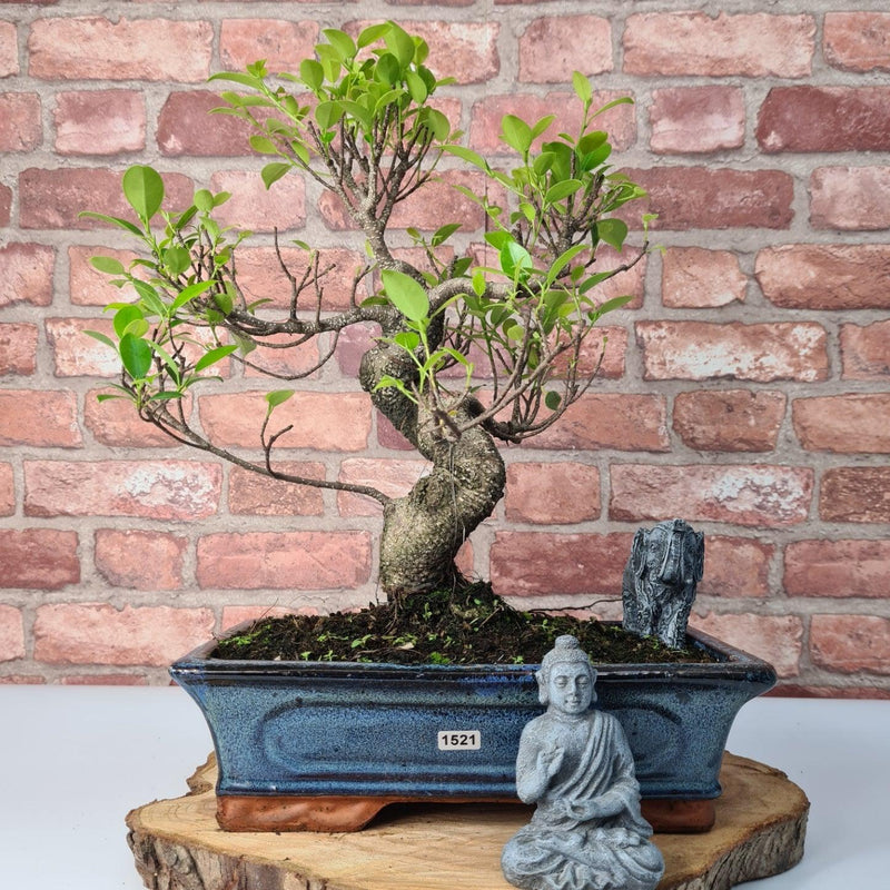 Ficus Microcarpa (Banyan Fig) Indoor Bonsai Tree | Shaped | In 30cm Pot