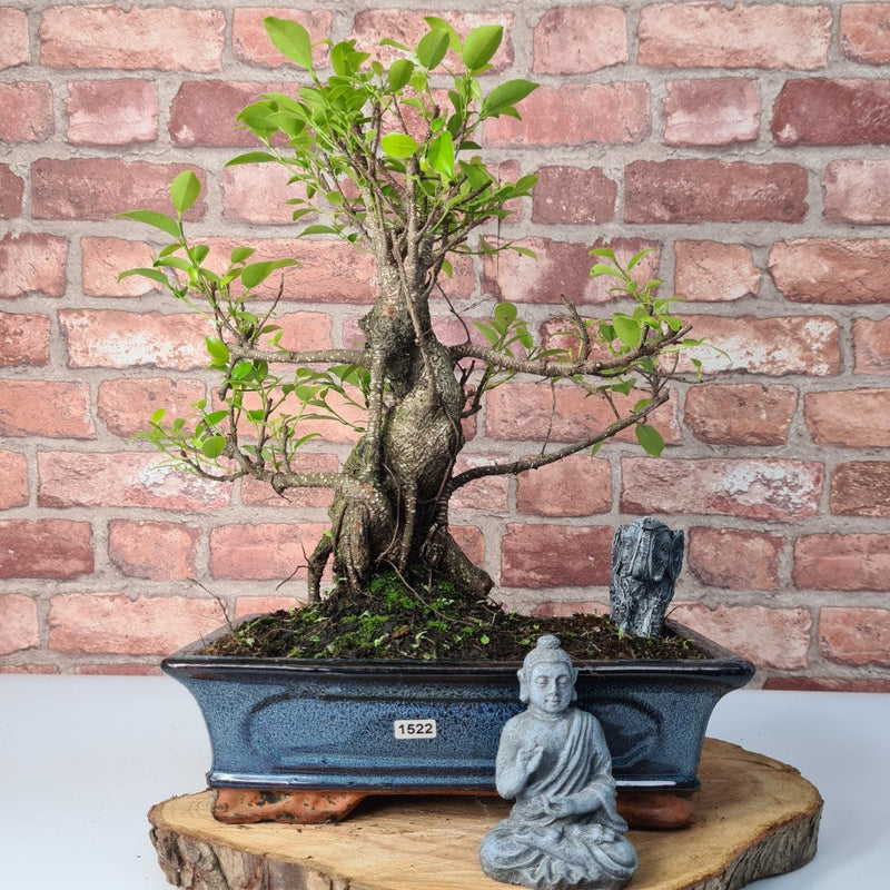 Ficus Microcarpa (Banyan Fig) Indoor Bonsai Tree | Shaped | In 30cm Pot