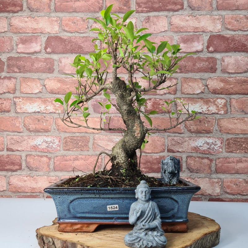 Ficus Microcarpa (Banyan Fig) Indoor Bonsai Tree | Shaped | In 30cm Pot
