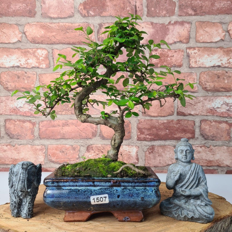 Chinese Elm (Ulmus Parvifolia) Bonsai Tree | Shaped | In 15cm Pot