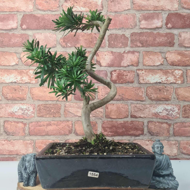 Buddhist Pine (Podocarpus Micro) Bonsai Tree | Shaped | In 25cm Pot