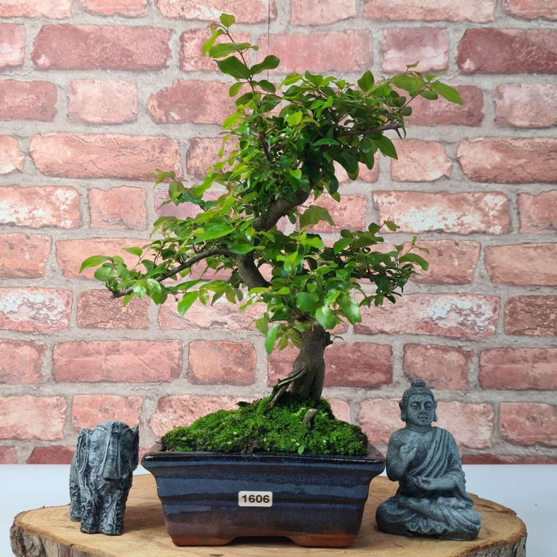 Bird Plum (Sageretia) Bonsai Tree | Shaped Style | Height 35cm | In 15cm Pot