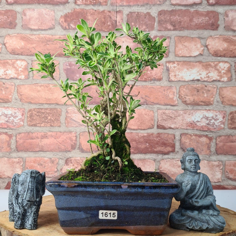 Snow Rose (Serissa) Bonsai Tree | Broom | In 15cm Pot