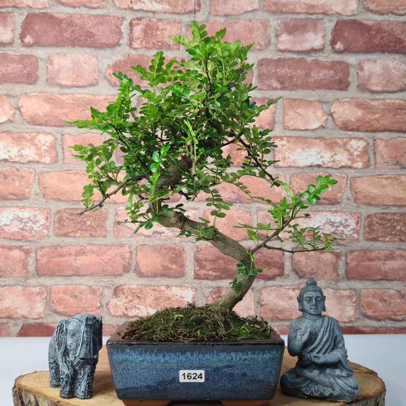 Chinese Pepper (Zanthoxylum Pipertum) Bonsai Tree | Shaped | In 15cm Pot