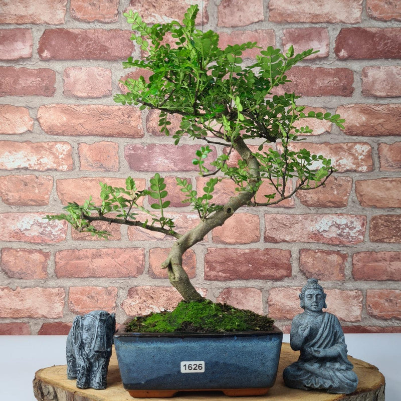 Chinese Pepper (Zanthoxylum Pipertum) Bonsai Tree | Shaped | In 15cm Pot