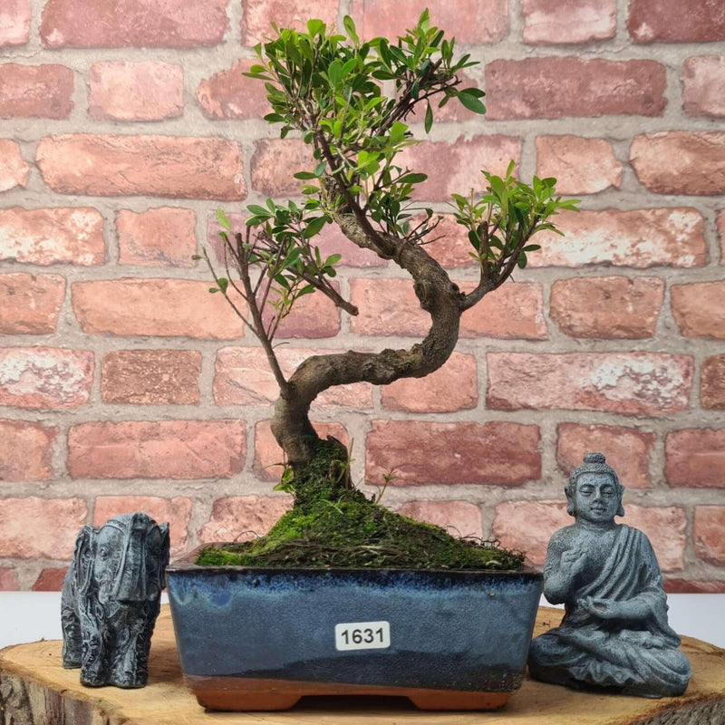 Brush Cherry (Syzygium) Bonsai Tree | Shaped | In 15cm Pot