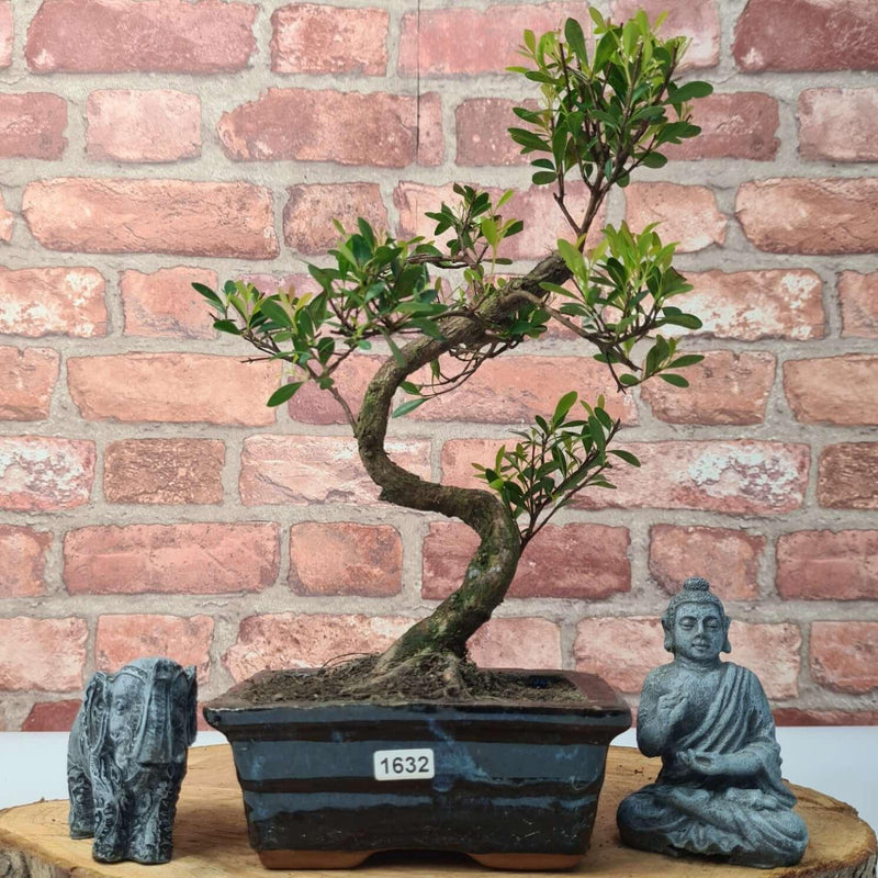 Brush Cherry (Syzygium) Bonsai Tree | Shaped | In 15cm Pot