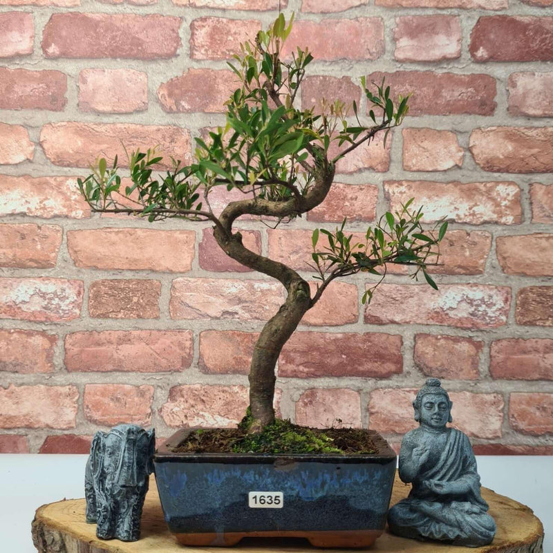 Brush Cherry (Syzygium) Bonsai Tree | Shaped | In 15cm Pot