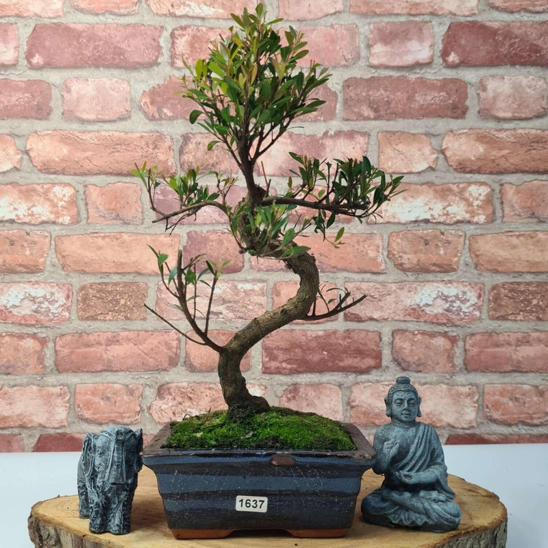 Brush Cherry (Syzygium) Bonsai Tree | Shaped | In 15cm Pot