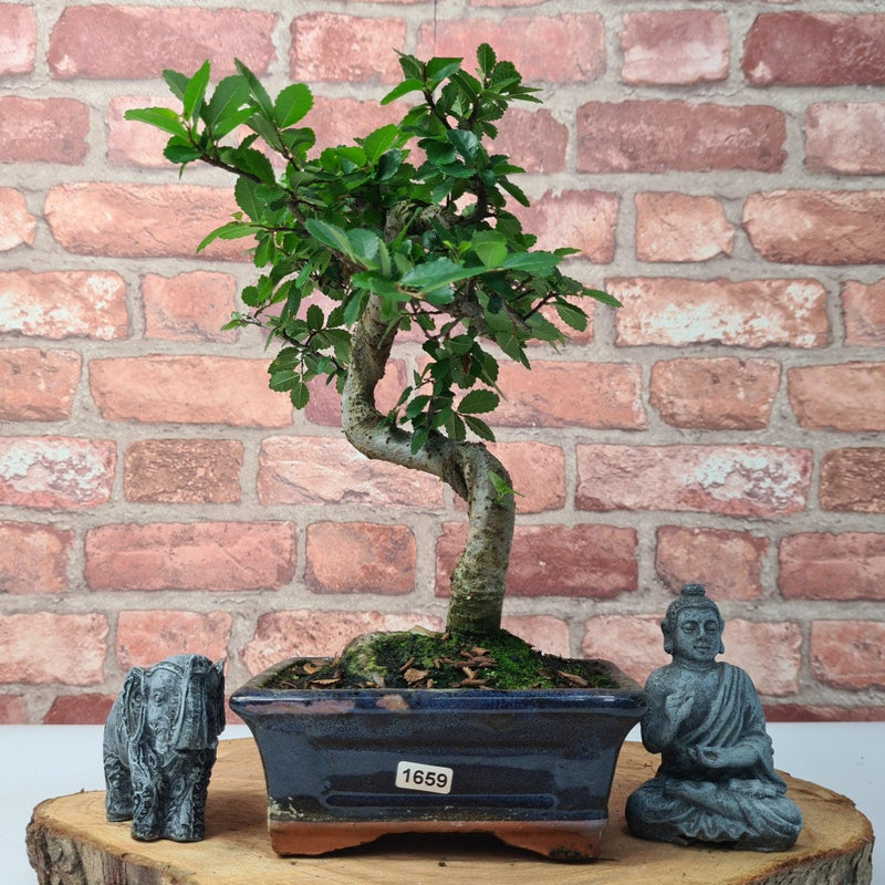Chinese Elm (Ulmus Parvifolia) Bonsai Tree | Shaped | In 15cm Pot