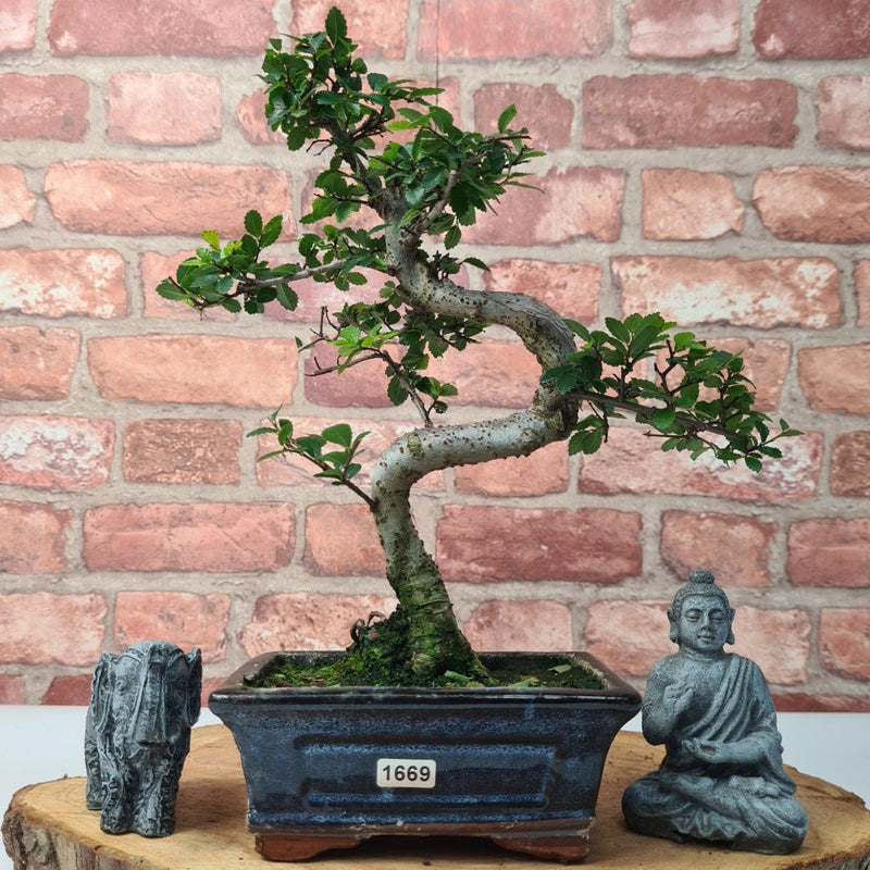 Chinese Elm (Ulmus Parvifolia) Bonsai Tree | Shaped | In 15cm Pot