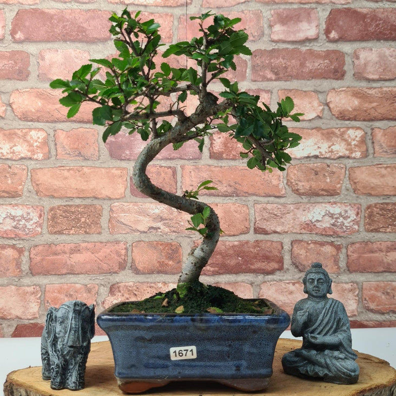 Chinese Elm (Ulmus Parvifolia) Bonsai Tree | Shaped | In 15cm Pot