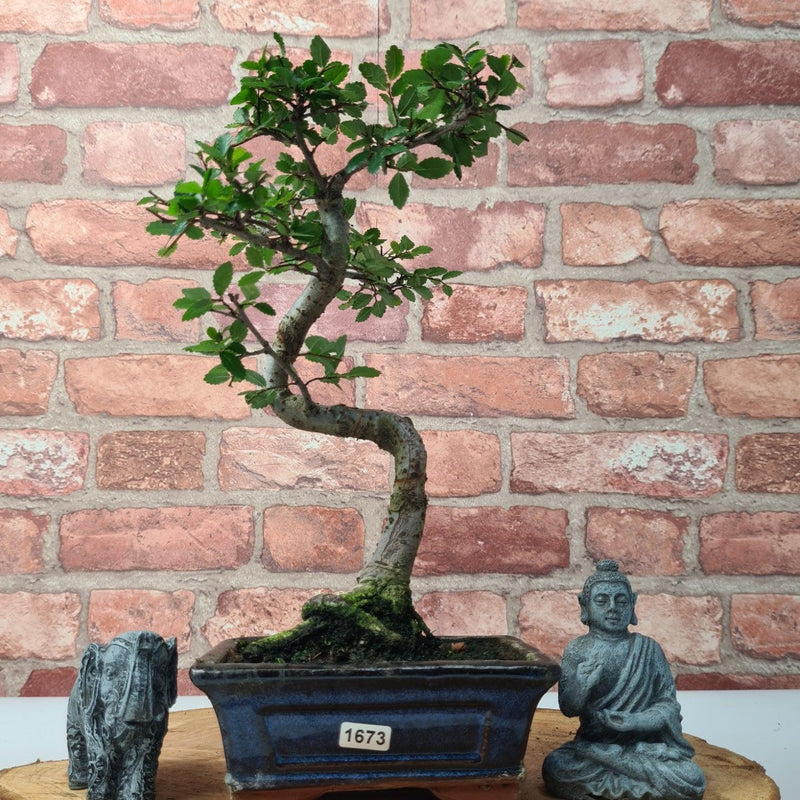 Chinese Elm (Ulmus Parvifolia) Bonsai Tree | Shaped | In 15cm Pot