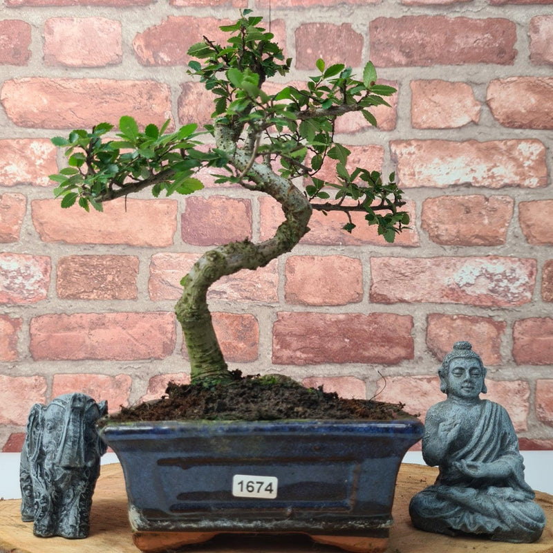 Chinese Elm (Ulmus Parvifolia) Bonsai Tree | Shaped | In 15cm Pot