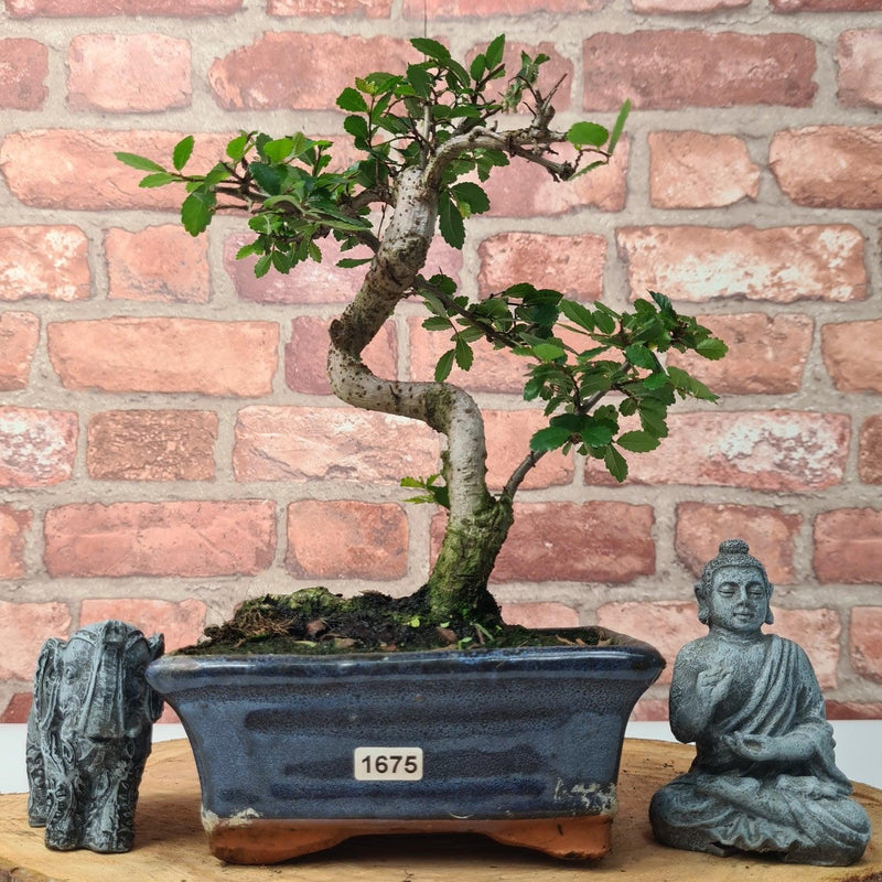 Chinese Elm (Ulmus Parvifolia) Bonsai Tree | Shaped | In 15cm Pot