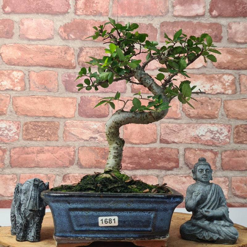 Chinese Elm (Ulmus Parvifolia) Bonsai Tree | Shaped | In 15cm Pot