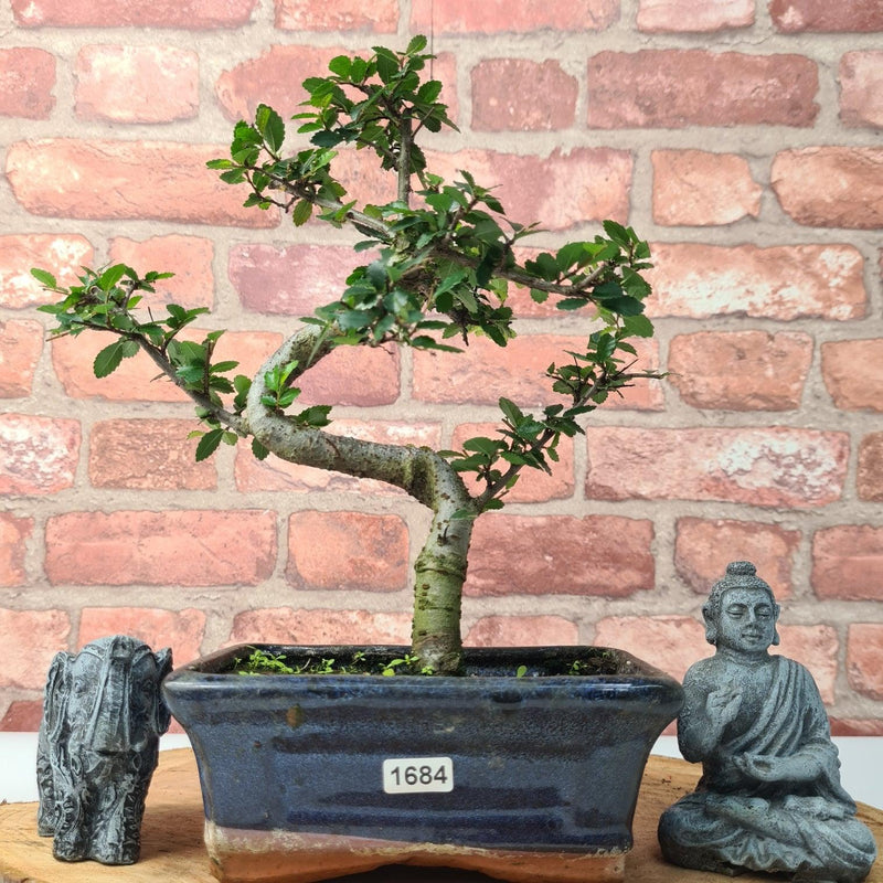 Chinese Elm (Ulmus Parvifolia) Bonsai Tree | Shaped | In 15cm Pot