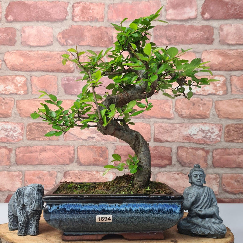 Chinese Elm (Ulmus Parvifolia) Bonsai Tree | Shaped | In 20cm Pot