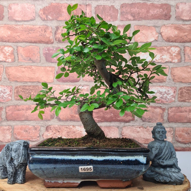 Chinese Elm (Ulmus Parvifolia) Bonsai Tree | Shaped | In 20cm Pot