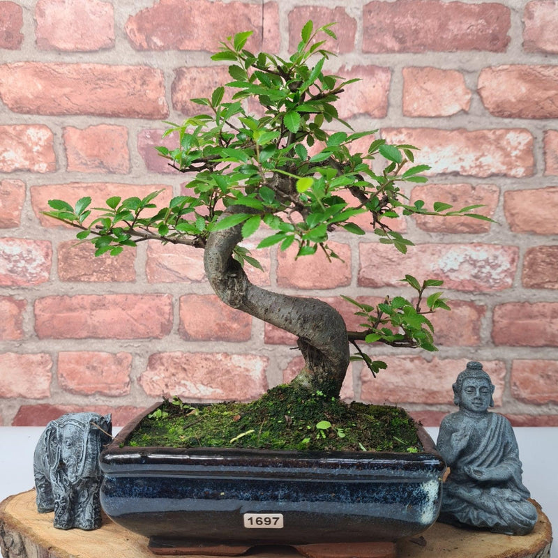 Chinese Elm (Ulmus Parvifolia) Bonsai Tree | Shaped | In 20cm Pot