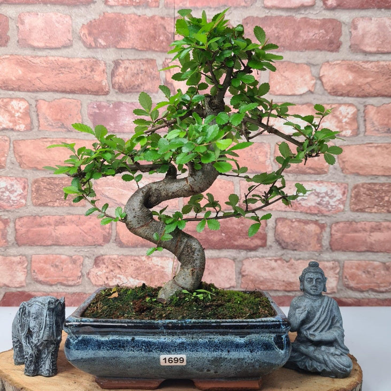 Chinese Elm (Ulmus Parvifolia) Bonsai Tree | Shaped | In 20cm Pot