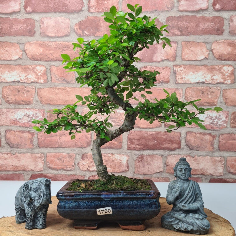 Chinese Elm (Ulmus Parvifolia) Bonsai Tree | Shaped | In 15cm Pot