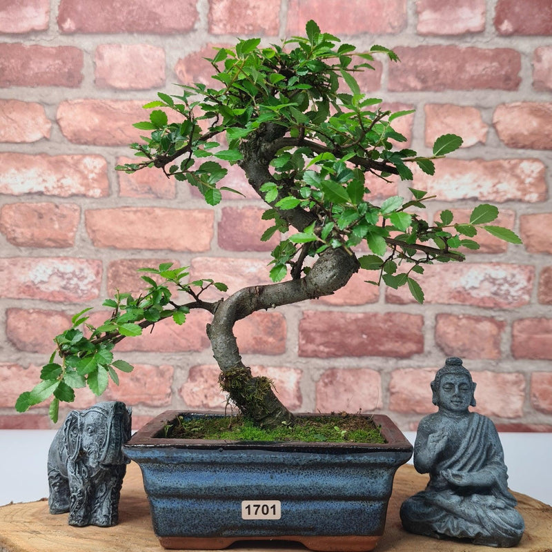 Chinese Elm (Ulmus Parvifolia) Bonsai Tree | Shaped | In 15cm Pot
