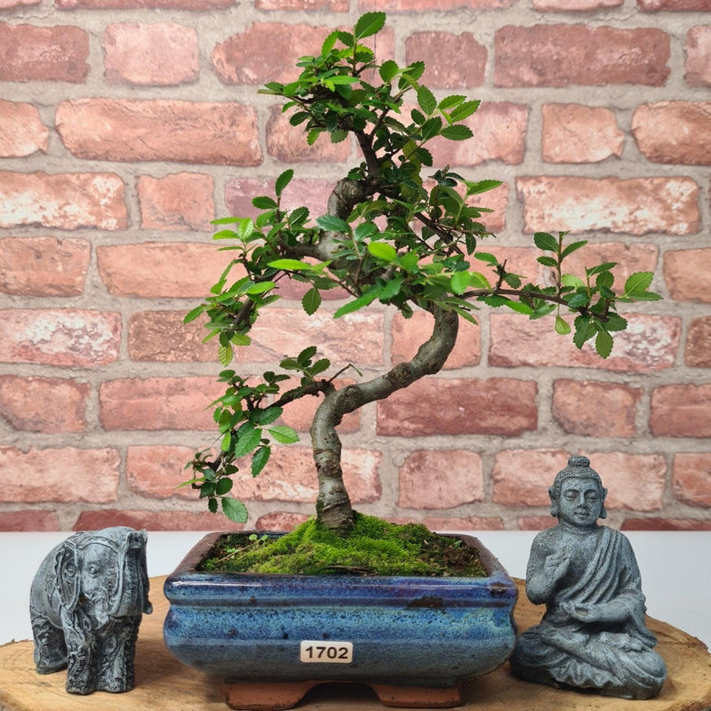 Chinese Elm (Ulmus Parvifolia) Bonsai Tree | Shaped | In 15cm Pot