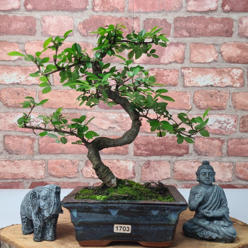 Chinese Elm (Ulmus Parvifolia) Bonsai Tree | Shaped | In 15cm Pot