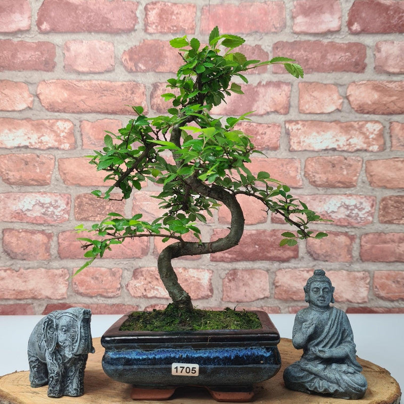 Chinese Elm (Ulmus Parvifolia) Bonsai Tree | Shaped | In 15cm Pot