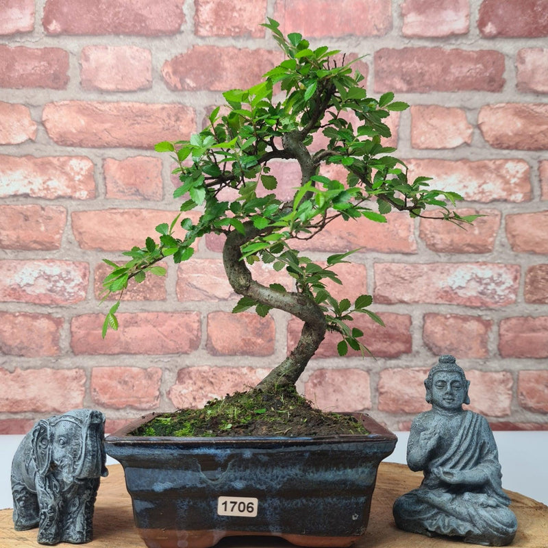 Chinese Elm (Ulmus Parvifolia) Bonsai Tree | Shaped | In 15cm Pot