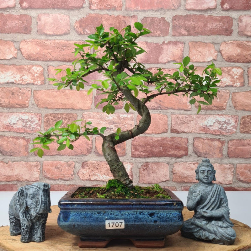 Chinese Elm (Ulmus Parvifolia) Bonsai Tree | Shaped | In 15cm Pot