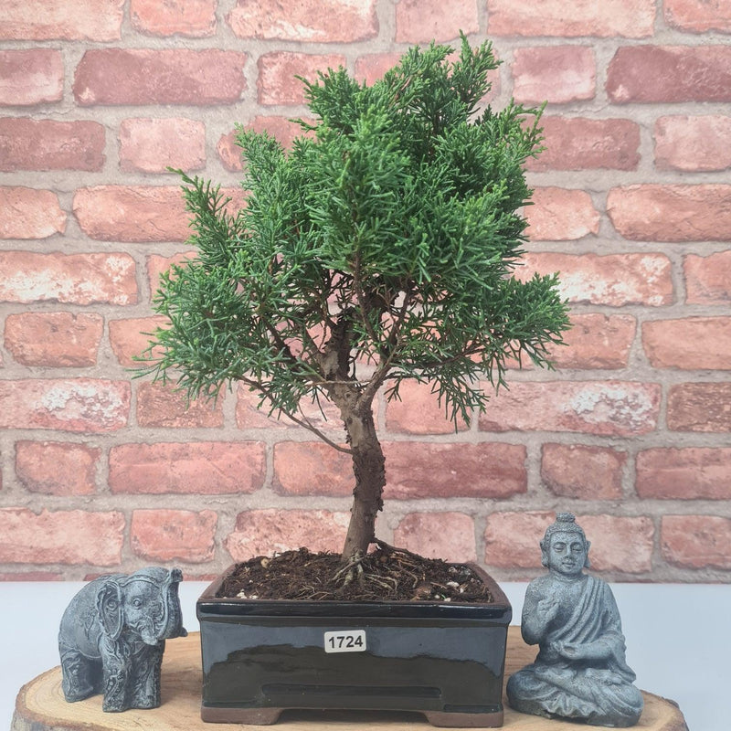 Chinese Juniper (Juniperus Chinensis) Bonsai Tree | Shaped | In 16cm Pot - Yorkshire Bonsai