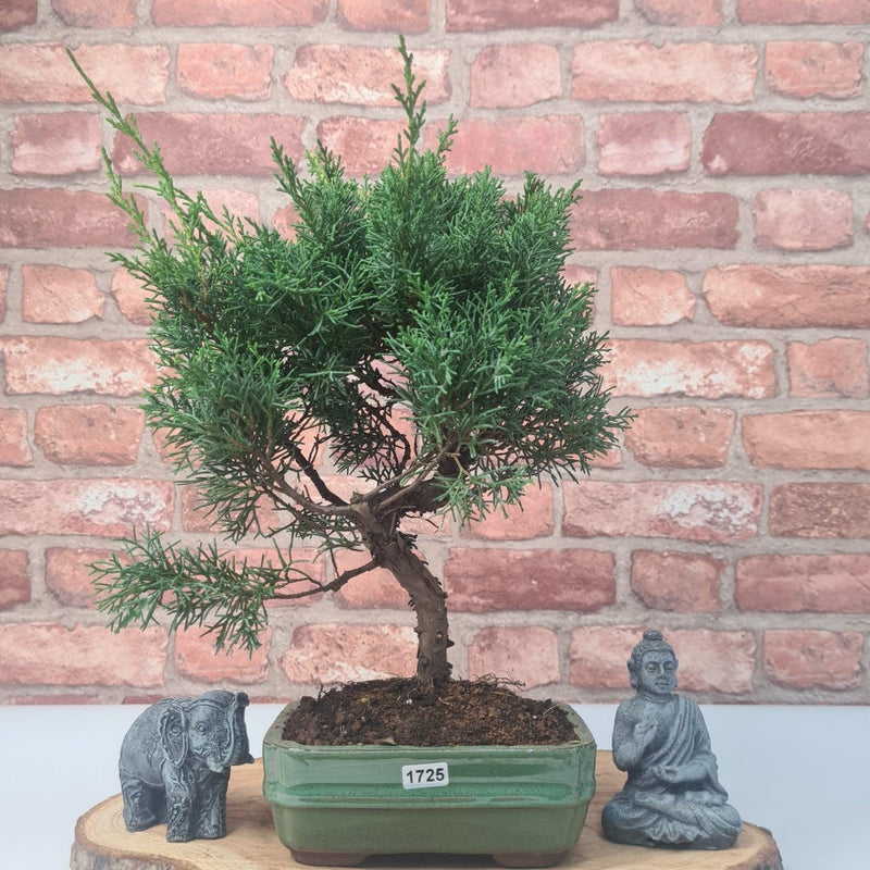 Chinese Juniper (Juniperus Chinensis) Bonsai Tree | Shaped | In 16cm Pot - Yorkshire Bonsai