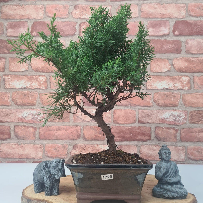 Chinese Juniper (Juniperus Chinensis) Bonsai Tree | Shaped | In 16cm Pot - Yorkshire Bonsai