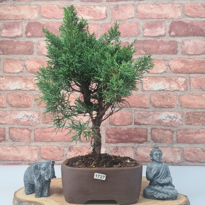 Chinese Juniper (Juniperus Chinensis) Bonsai Tree | Shaped | In 16cm Pot - Yorkshire Bonsai