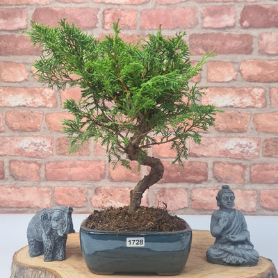 Chinese Juniper (Juniperus Chinensis) Bonsai Tree | Shaped Broom Style | In 13cm Pot - Yorkshire Bonsai