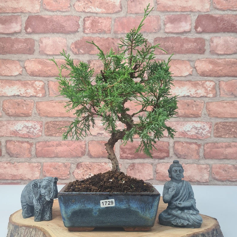 Chinese Juniper (Juniperus Chinensis) Bonsai Tree | Shaped | In 15cm Pot - Yorkshire Bonsai