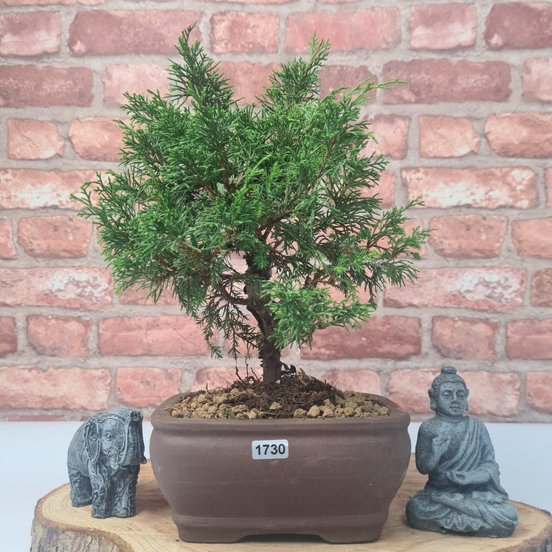 Chinese Juniper (Juniperus Chinensis) Bonsai Tree | Shaped | In 16cm Pot - Yorkshire Bonsai