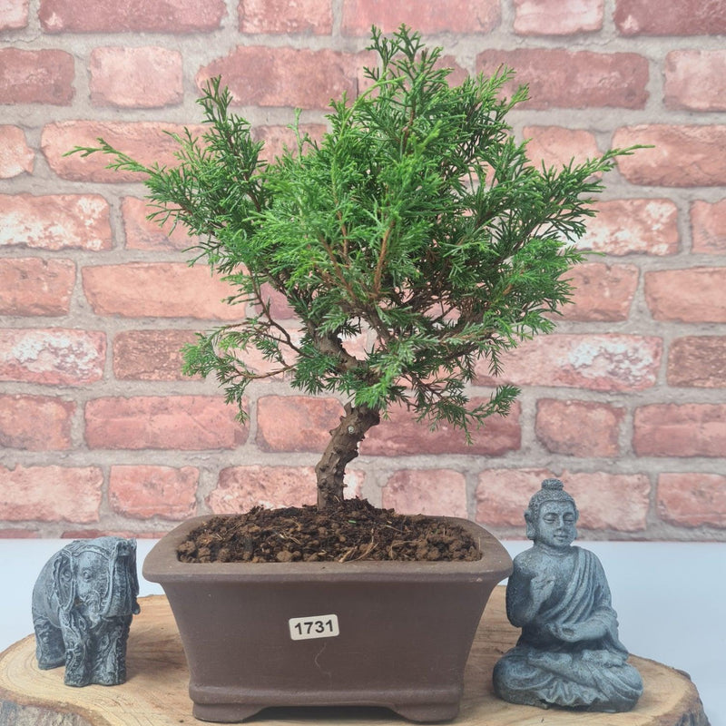 Chinese Juniper (Juniperus Chinensis) Bonsai Tree | Shaped | In 16cm Pot - Yorkshire Bonsai
