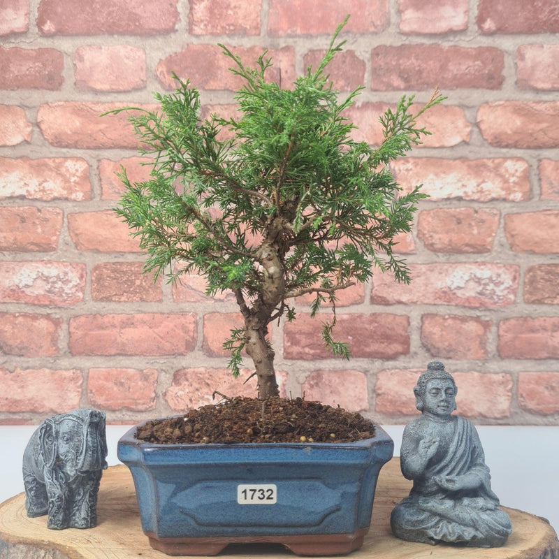 Chinese Juniper (Juniperus Chinensis) Bonsai Tree | Shaped | In 16cm Pot - Yorkshire Bonsai