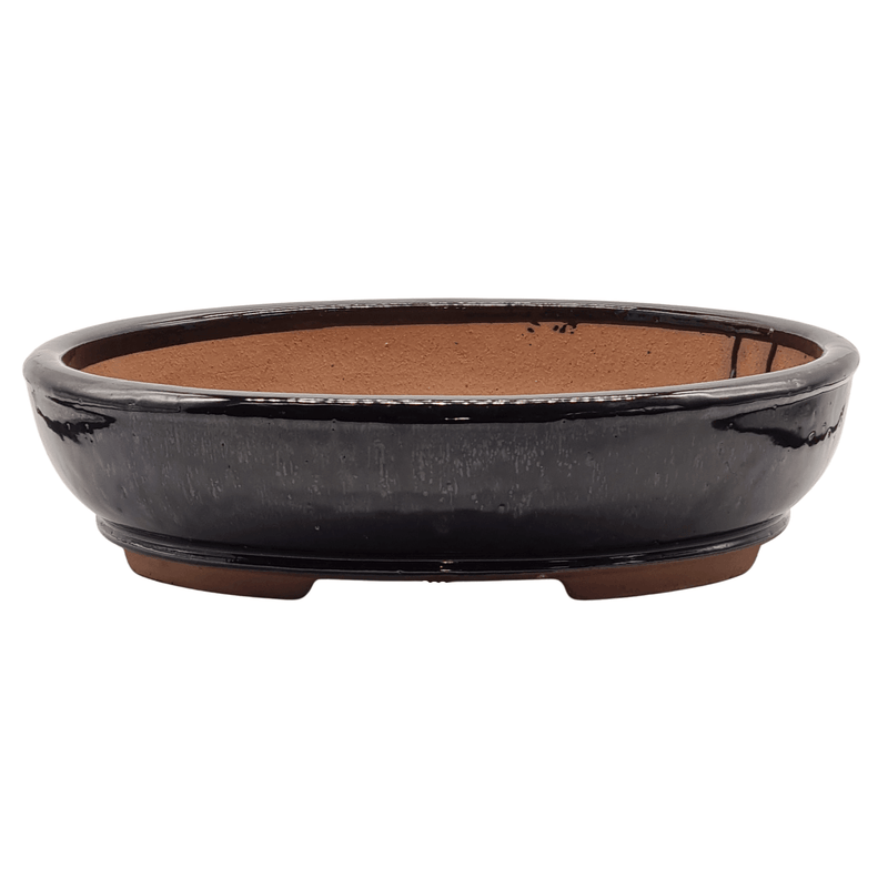 37cm Glazed Bonsai Pot | Oval | 37cm x 31cm x 9cm | Black