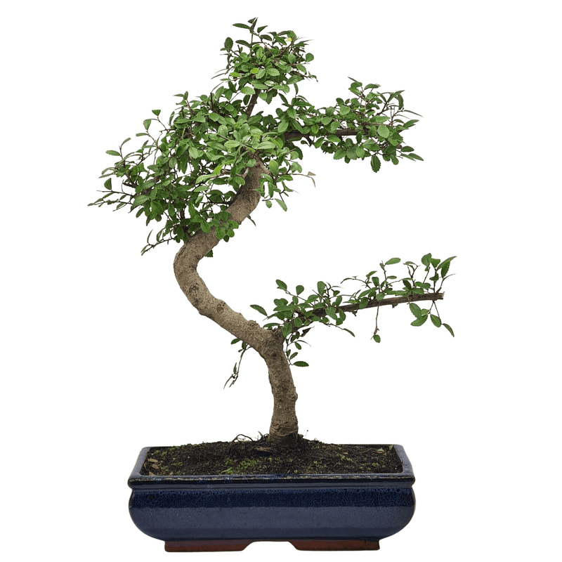 Chinese Elm (Ulmus Parvifolia) Bonsai Tree | Shaped | In 30cm Pot