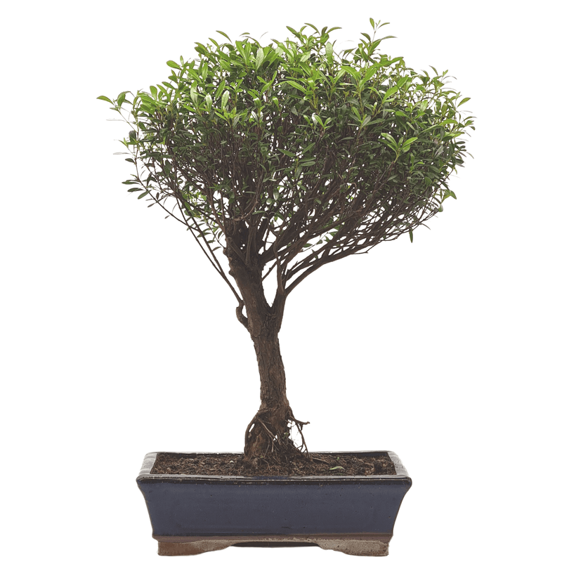 Brush Cherry (Syzygium) Bonsai Tree | Broom Style | Height 40-50cm | In 25cm Pot