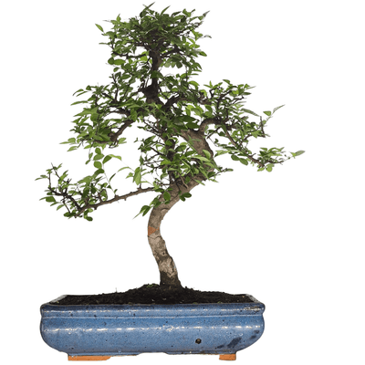 Chinese Elm (Ulmus Parvifolia) Bonsai Tree | Shaped Style | Height 55-65cm | In 35cm Pot