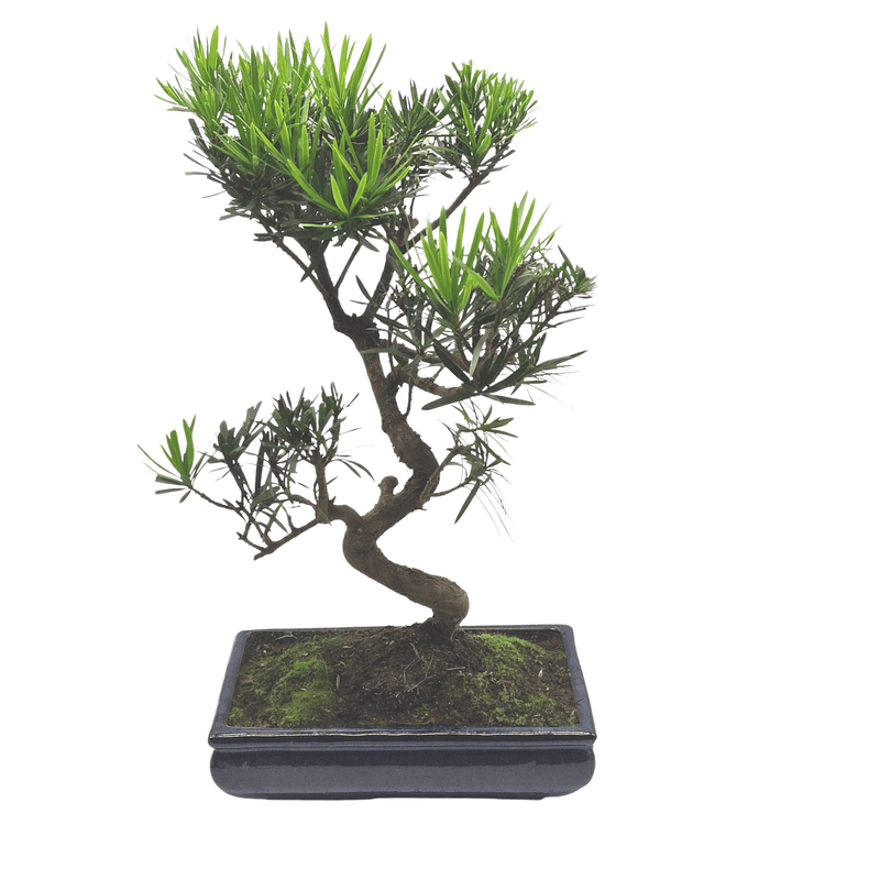 Buddhist Pine (Podocarpus) Bonsai Tree | Shaped Style | Height 50-60cm | In 30cm Pot