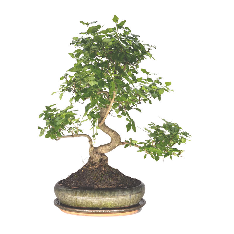 Chinese Privet (Ligustrum Sinense) Bonsai Tree | Shaped Style | Height 45-55cm | In 30cm Pot