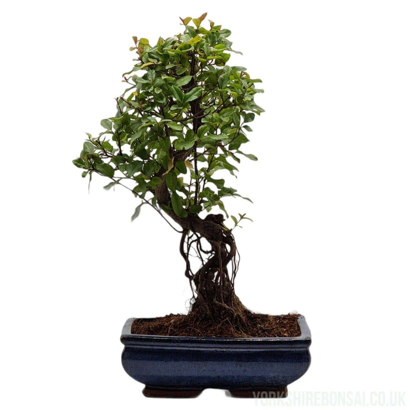 Bird Plum (Sageretia) Bonsai Tree | Height 38cm | In 20cm Pot