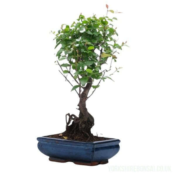 Bird Plum (Sageretia) Bonsai Tree | Shaped Broom Style | Height 40cm | In 20cm Pot | YB1104